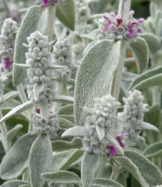 Stachys byzantina 